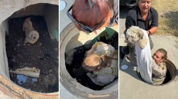 A poodle looks up from a storm drain, and a female officer descends to retrieve it and hands the dog off to another officer.