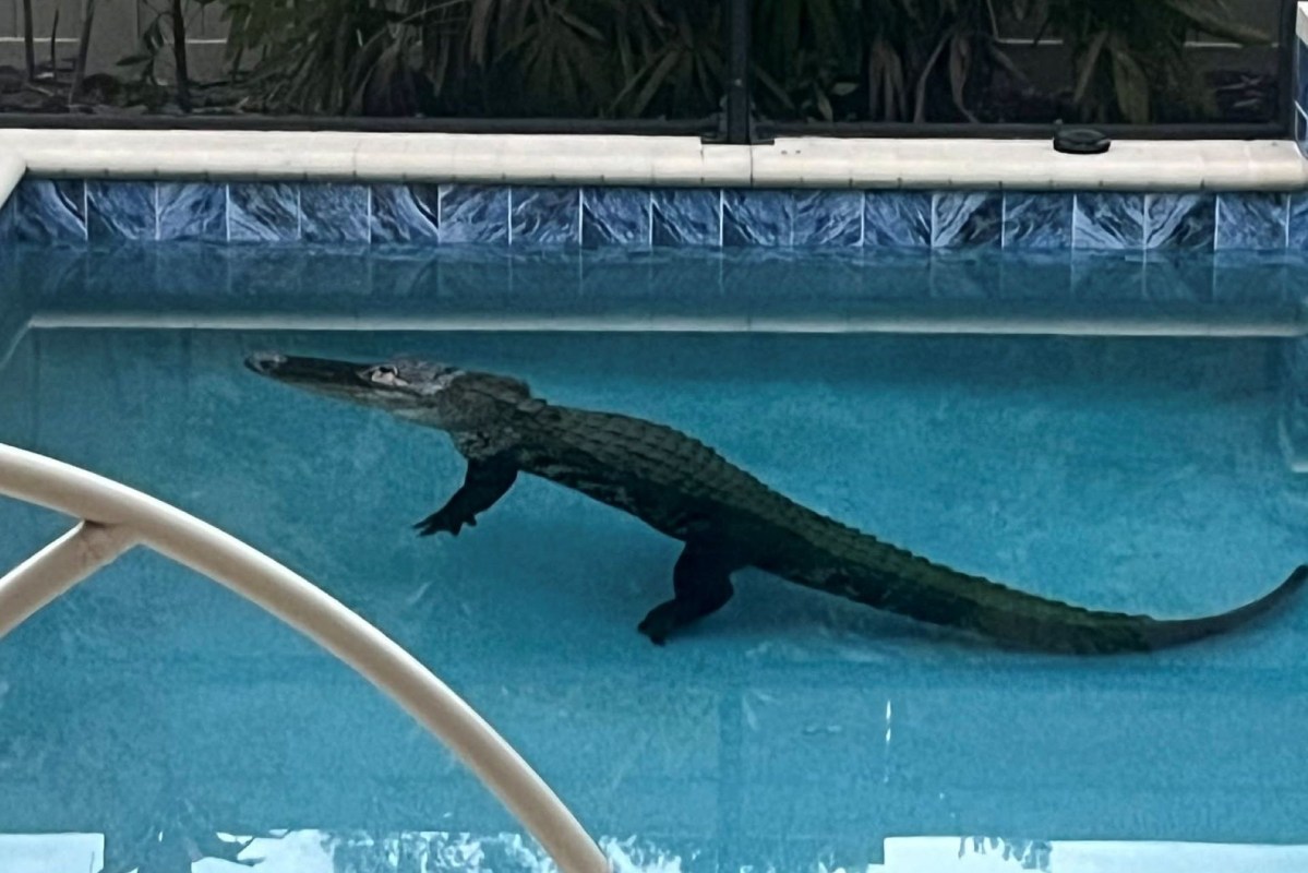 An alligator in a pool.