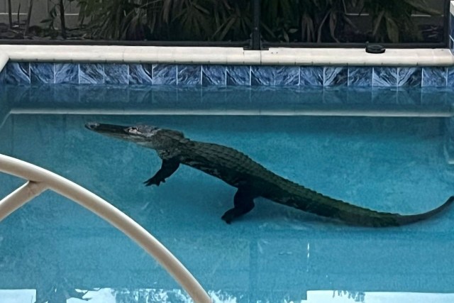 An alligator in a pool.