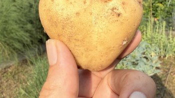 A hand holds a heart-shaped potato against a blurred green background.