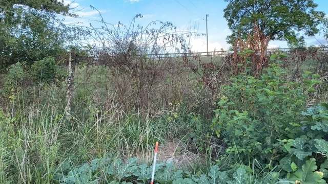 A patch of overgrown vegetation with various plants and a white stake in the foreground.