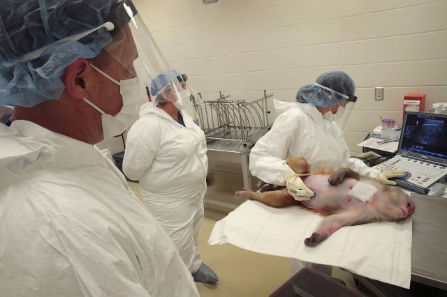 scientists study monkey in lab