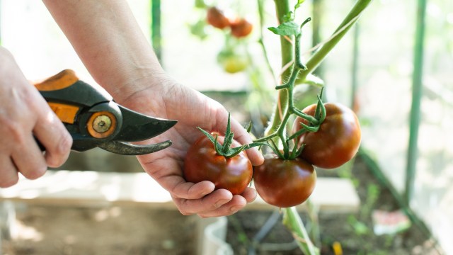 A person holds a tomato plant with ripe tomatoes while using pruning shears.