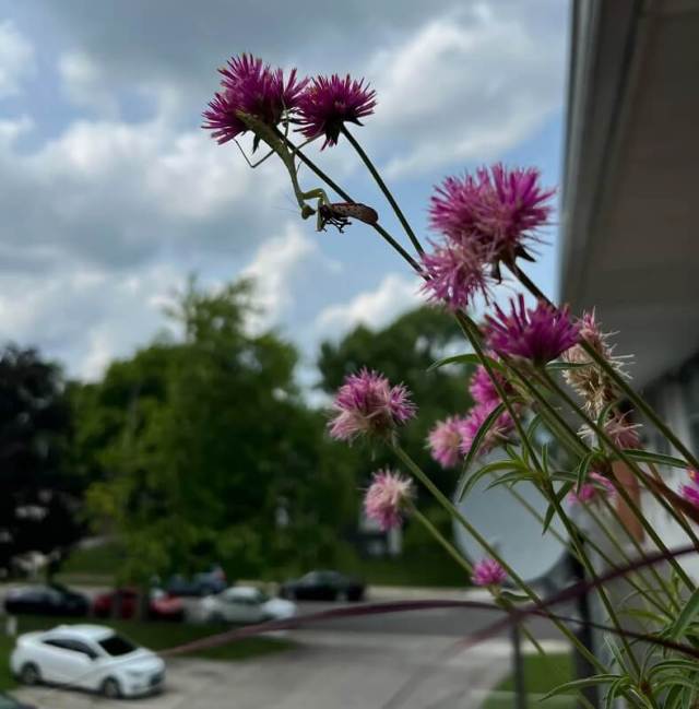A praying mantis and a spotted lanternfly on a flower.