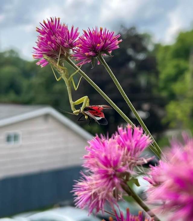 A praying mantis and a spotted lanternfly on a flower.