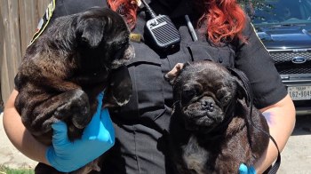 An officer holding two rescued pugs.