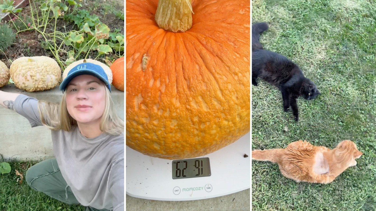 A gardener showing off an August pumpkin harvest.