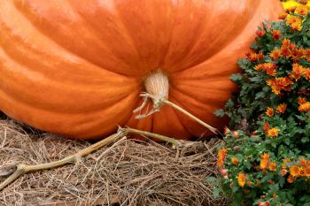 A giant pumpkin.