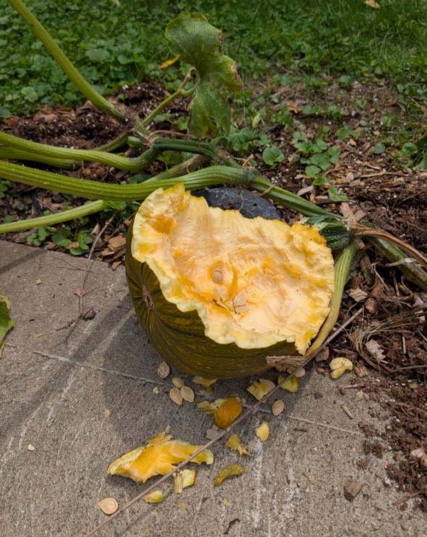 A chewed-up pumpkin.