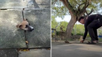 A dog's head is visible through a crack in the pavement, while a person crouches nearby to lift a plate to free the dog.