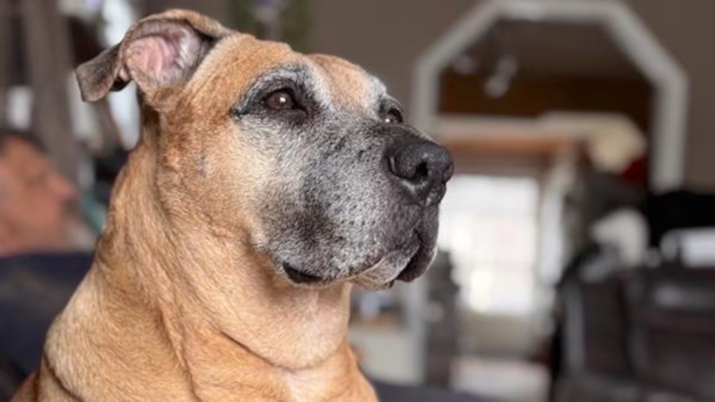 Chloe the dog.