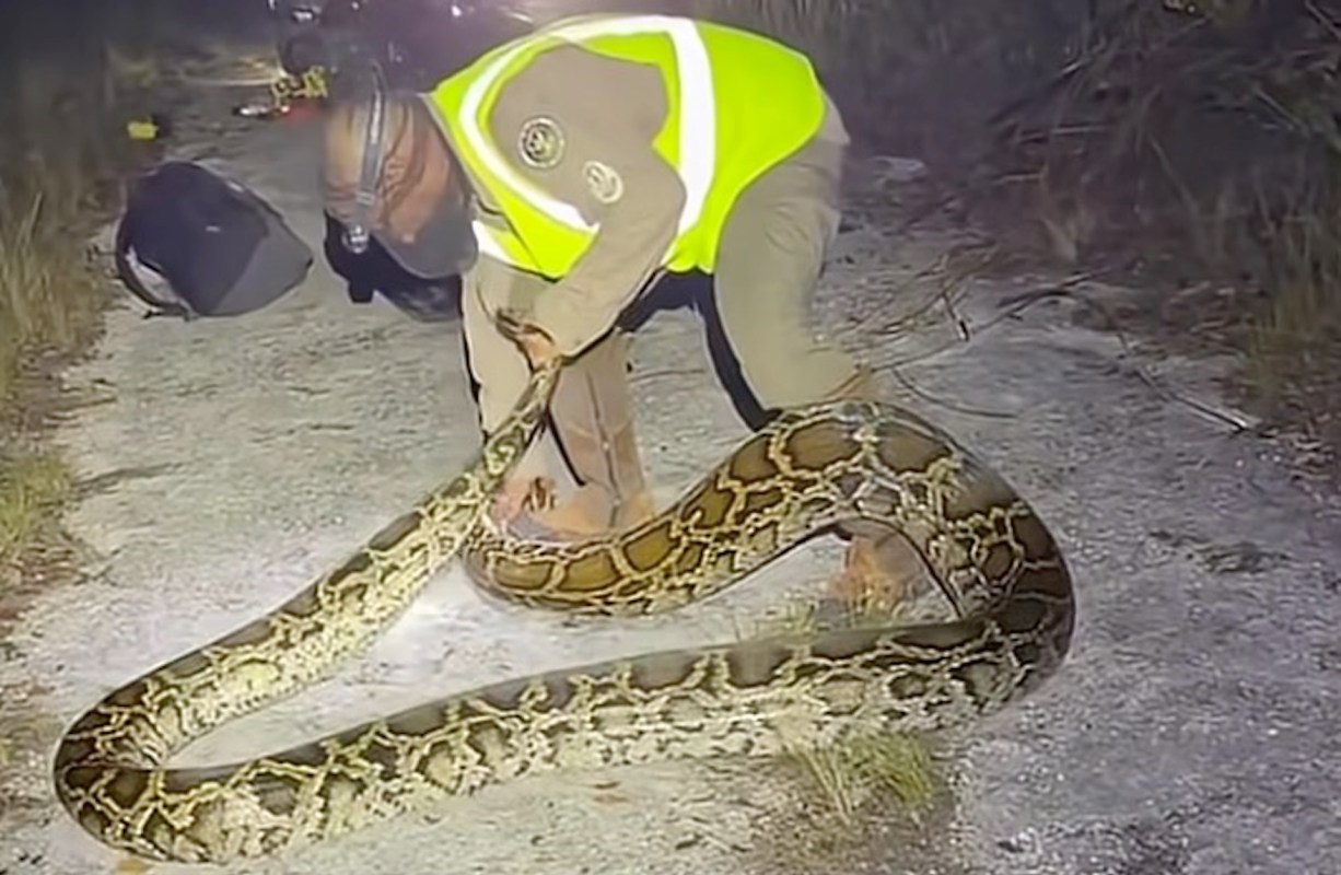 A person in a reflective vest handles a large python on a dimly lit road.