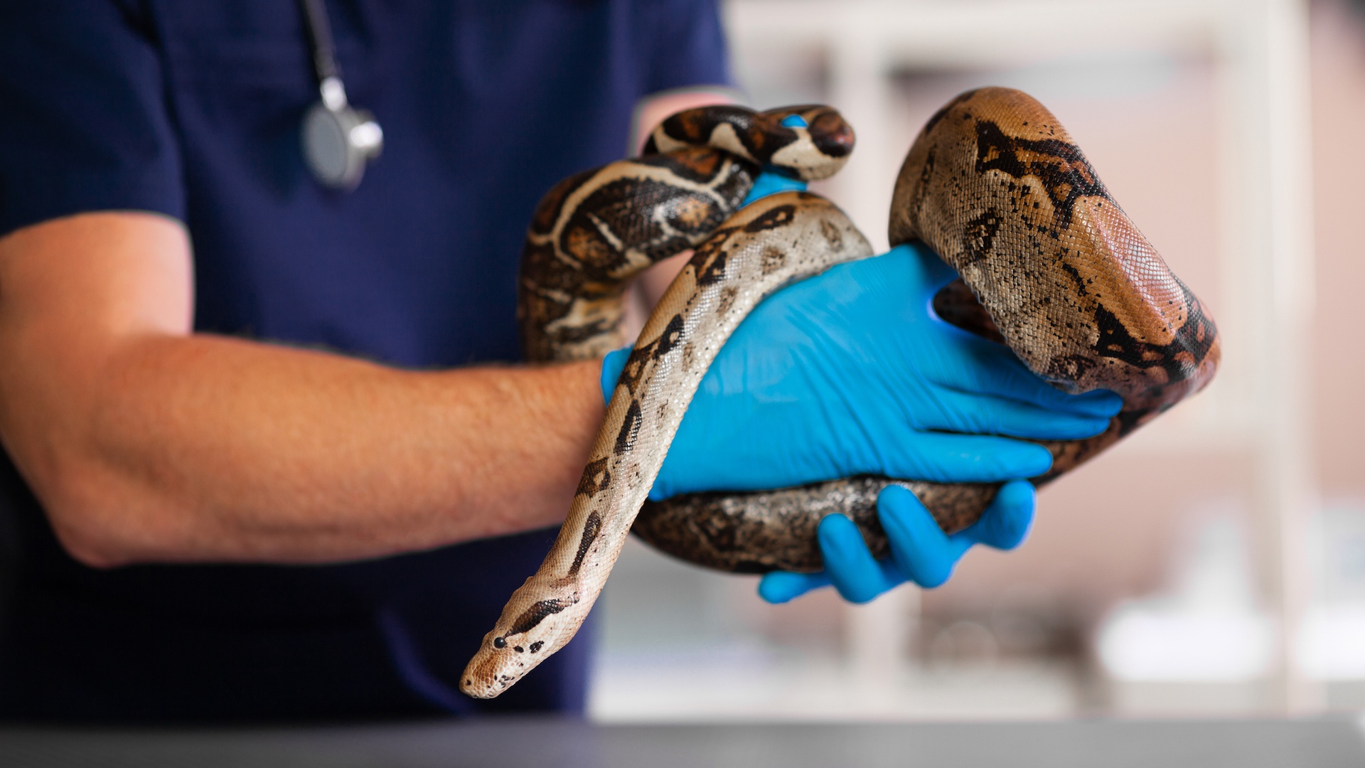 Researchers turn a python's post-meal molecule into a promising obesity drug