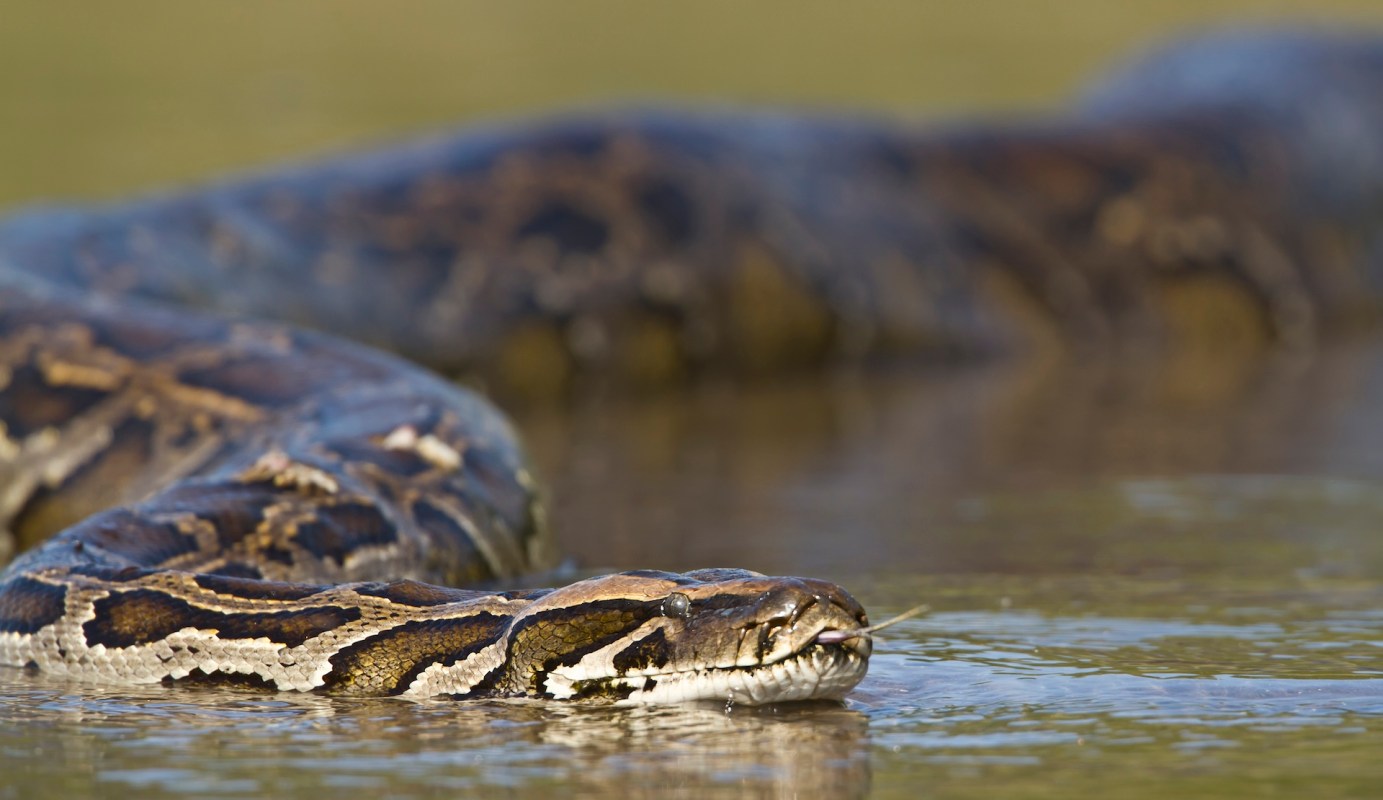 Burmese python filmed in Hong Kong shopping district after downpours ...