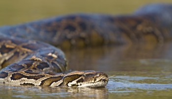 A snake partially submerged in water with a textured, patterned body.