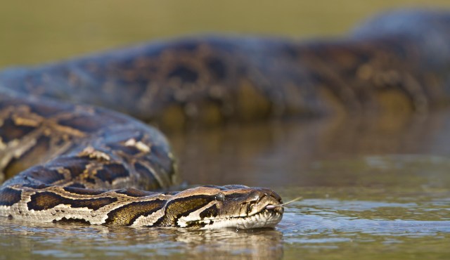 A snake partially submerged in water with a textured, patterned body.