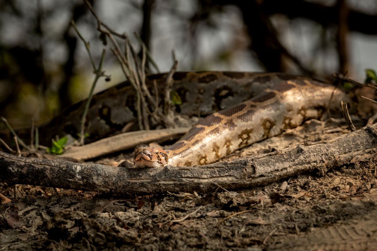 A python.