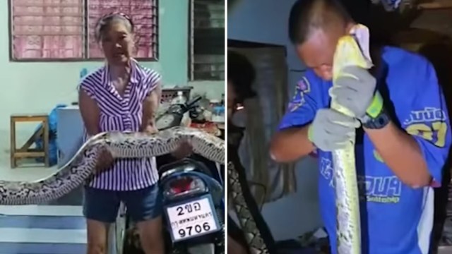 An elderly woman holds a large snake while a young man closely examines another snake.