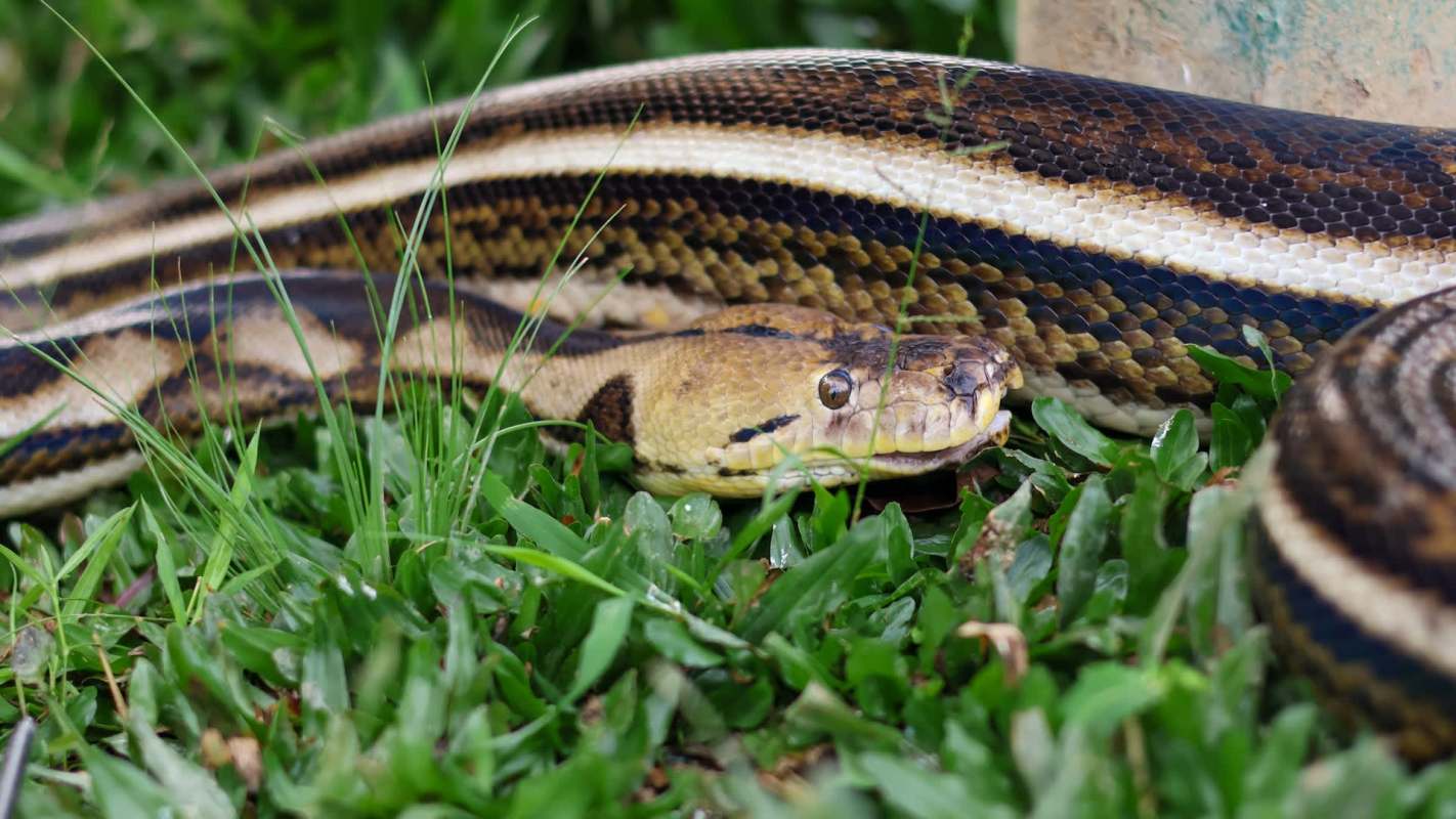 A snake in grass.