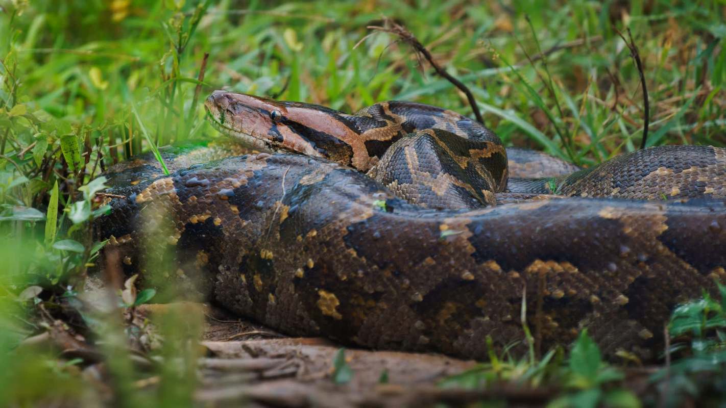 A snake resting on the ground among green grass and plants.