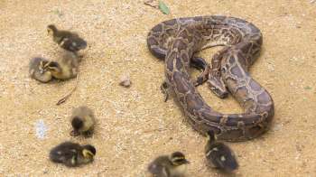 A snake on the ground next to seven ducklings.