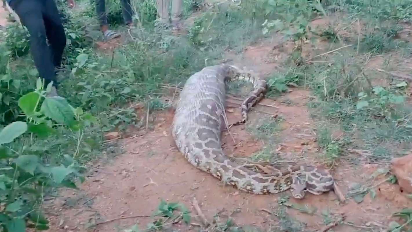 A large snake lies on the ground.