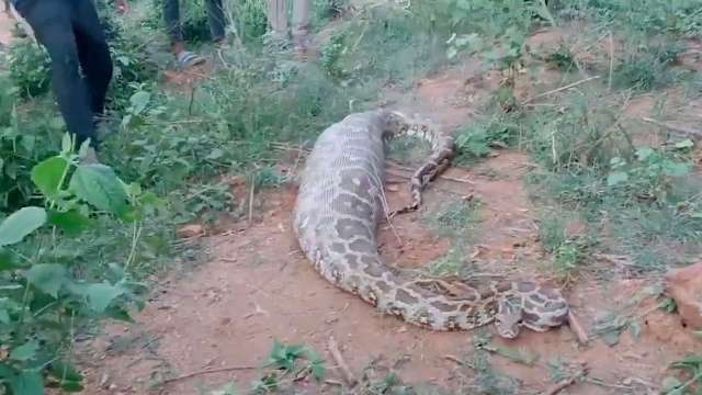 A large snake lies on the ground.