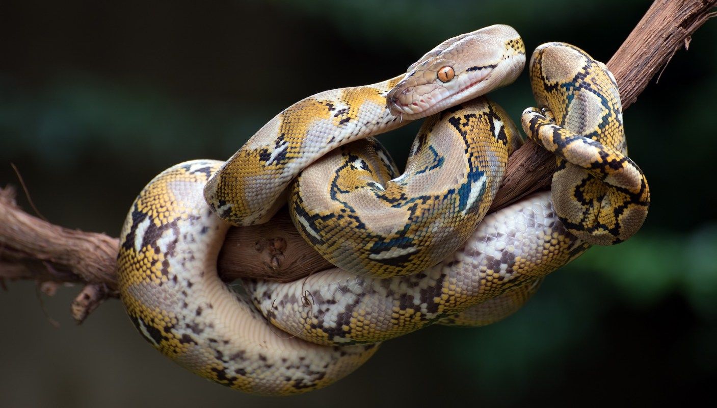 A snake coiled around a branch.
