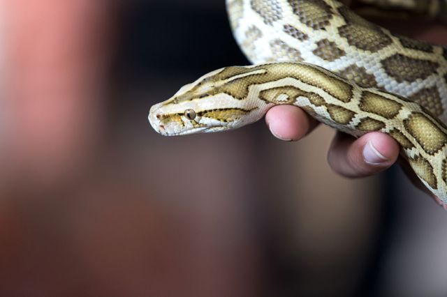A person holding a python.