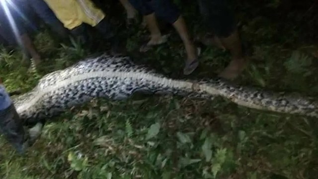 A large snake lies on the ground.