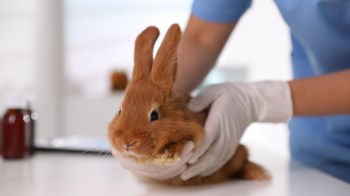 A person in gloves holds a brown rabbit on a table with medical supplies in the background.