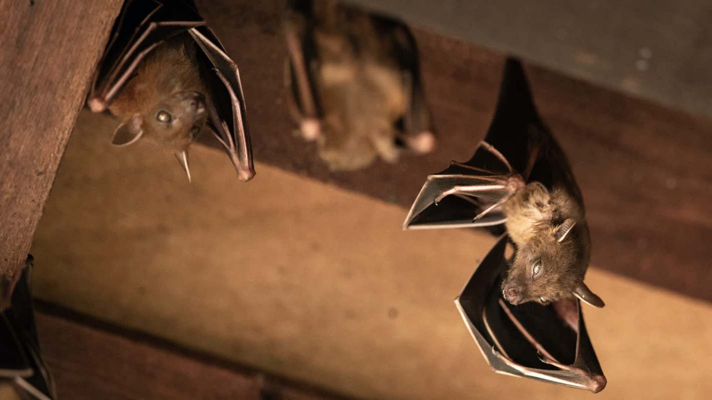 Bats hanging upside down.