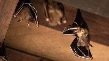 Bats hanging upside down.