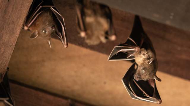 Bats hanging upside down.