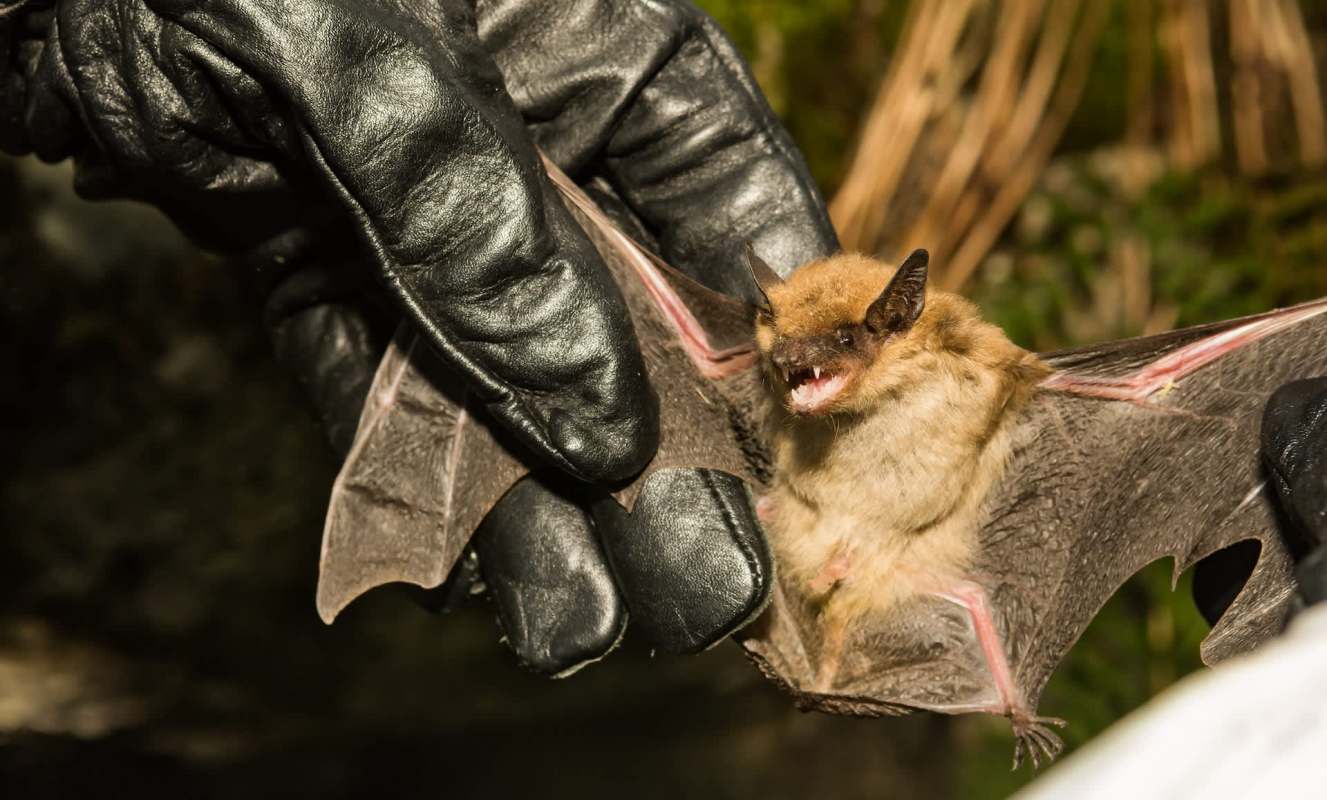 A bat being held in a gloved hand.
