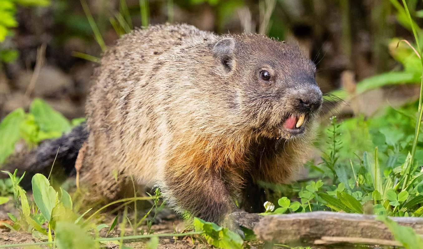 A groundhog in a grassy area.