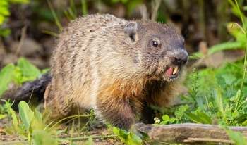 A groundhog in a grassy area.