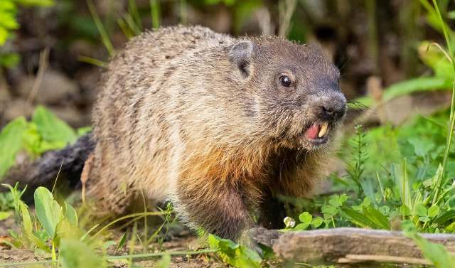 A groundhog in a grassy area.
