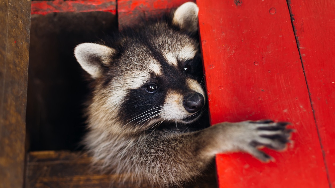 A raccoon reaches out from a small opening in a wooden structure with red accents.