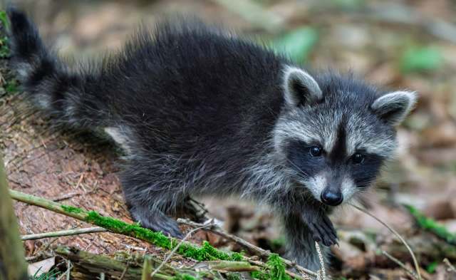 A baby raccoon.
