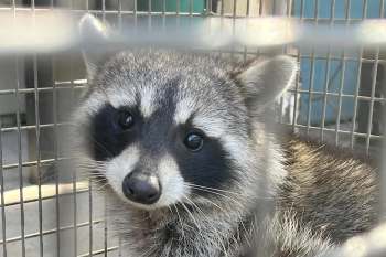 A raccoon looks through a metal cage.