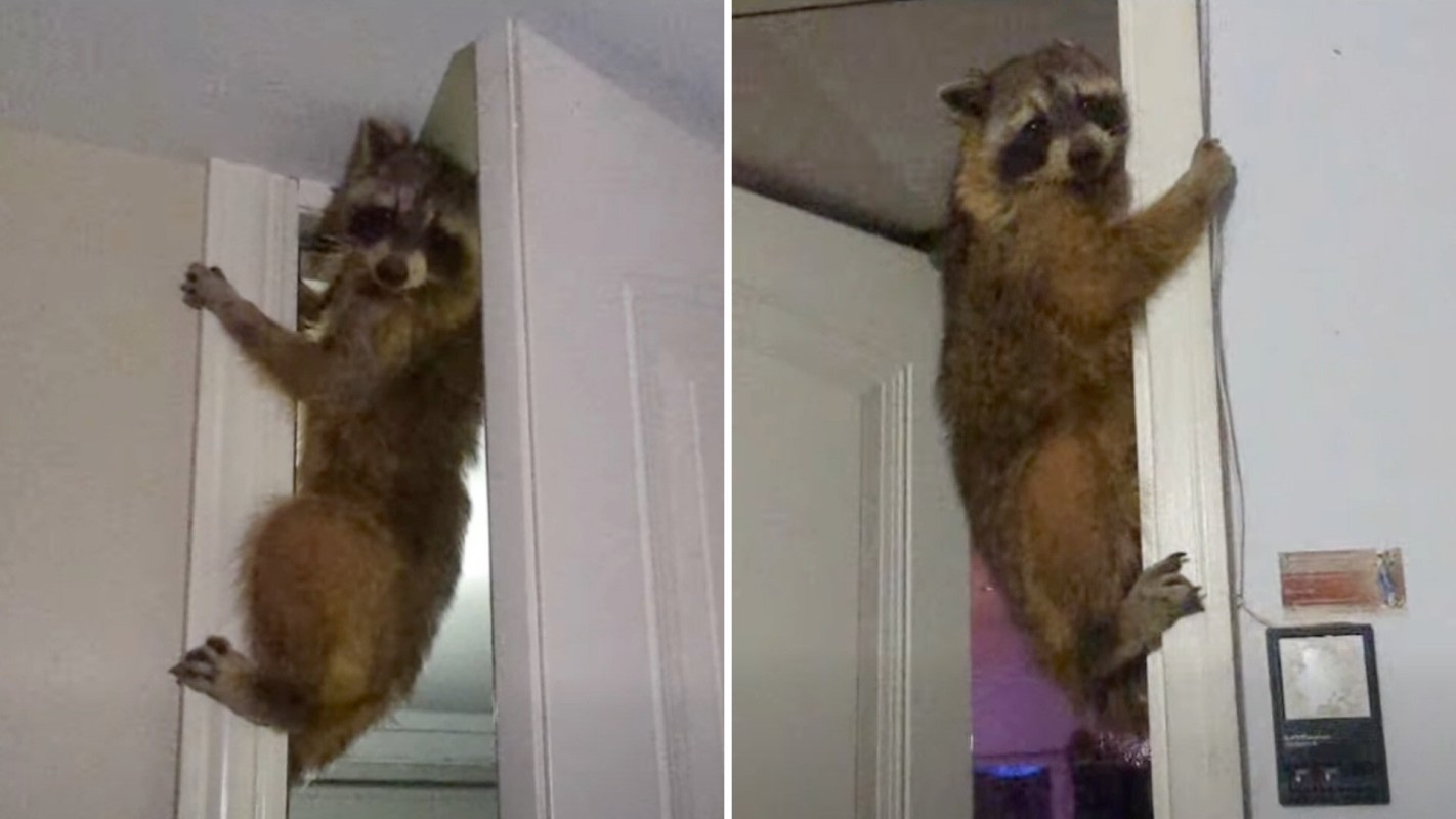 A raccoon is seen in two photos clutching a door frame.