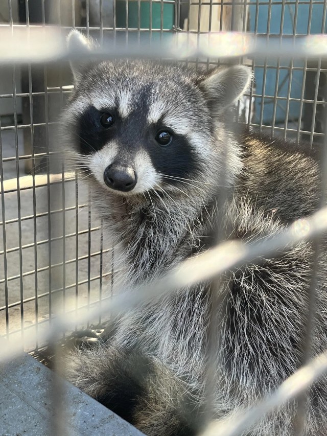A raccoon in a cage.