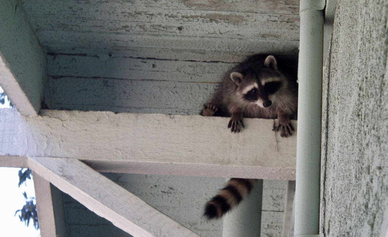 A raccoon on the outside of a home.