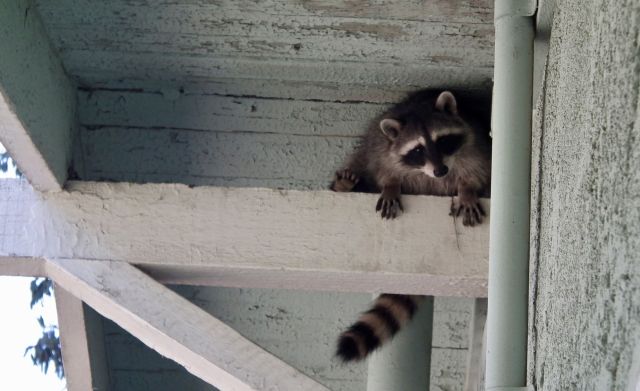 A raccoon on the outside of a home.