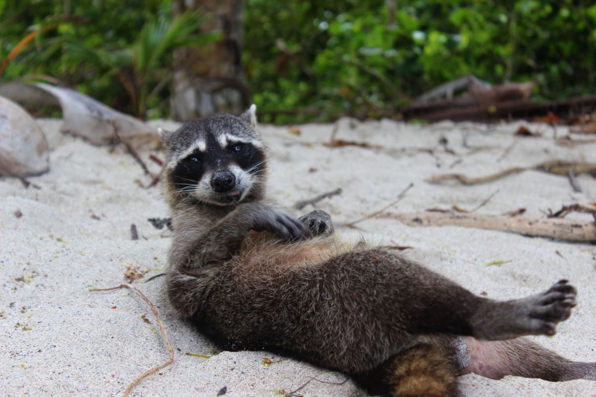 A raccoon on a beach.