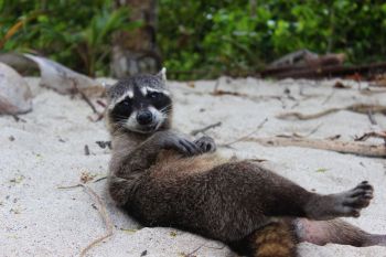 A raccoon on a beach.