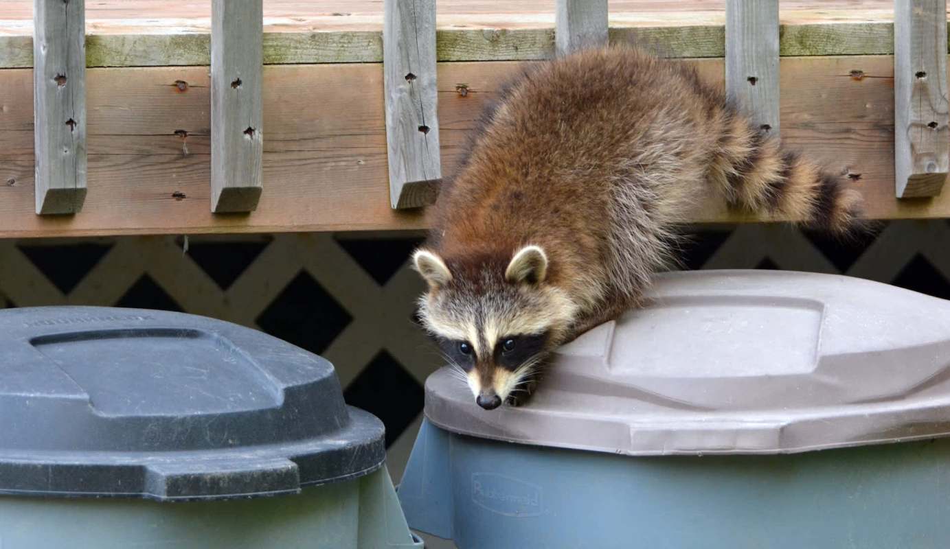 A raccoon on a trash bin.