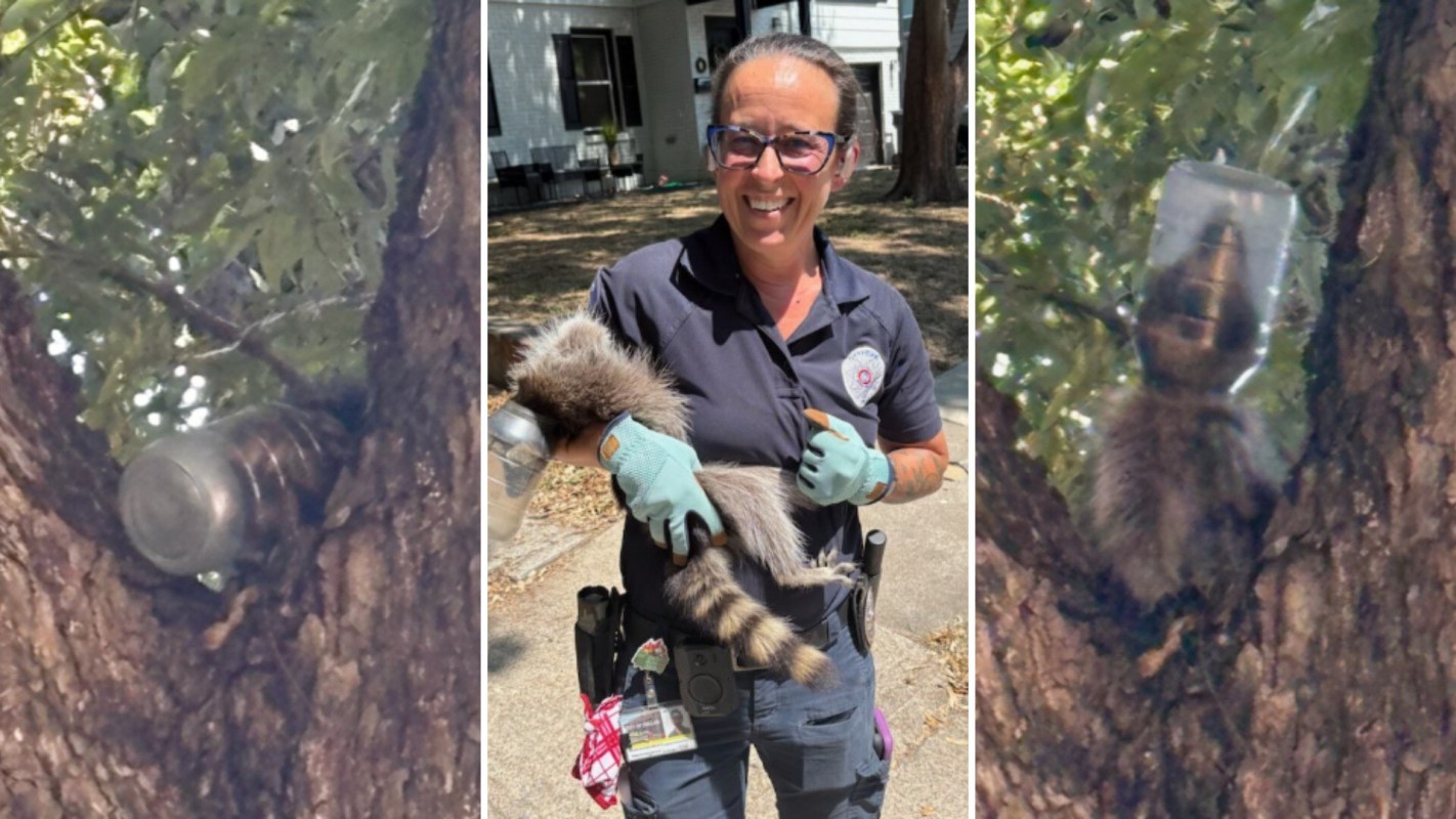 A person in gloves holds a raccoon that is trapped in a plastic container near a tree.