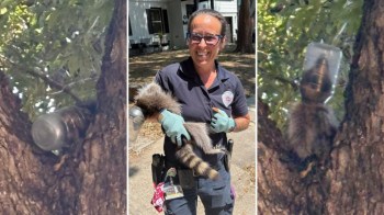 A person in gloves holds a raccoon that is trapped in a plastic container near a tree.